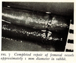 collection microsurgery jan 2023 1 collection microsurgery jan 2023 1