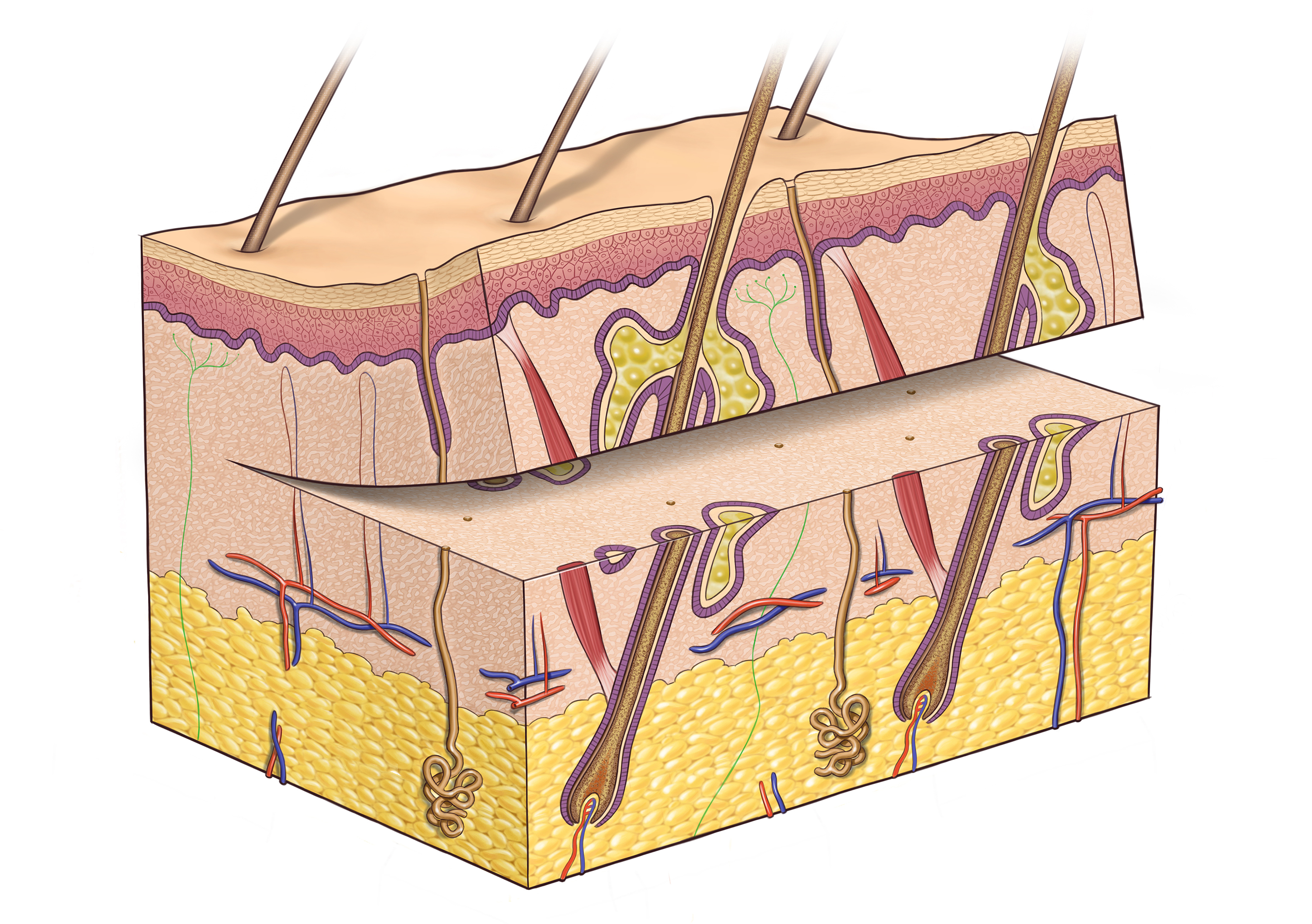 Grefă de piele parțială